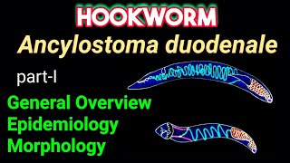 Hookworm Ancylostoma duodenale  General Overview Epidemiology Morphology​  AM Biologie Notes [upl. by Jacobba]