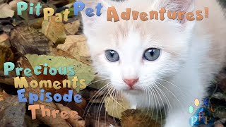 Pit Pat Pet Adventures Precious Moments Episode Three [upl. by Yltsew]