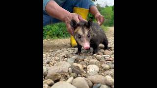 La guanchaca el animal que come las gallinas uno de los animales que también es muy curativa [upl. by Aihcila251]