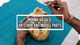 Norma Basalis  Anterior and Middle part [upl. by Katrine]