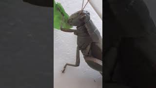 Grasshopper eating a leaf [upl. by Diella]