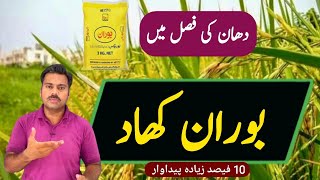 How to use boron in rice crop  Boron role in paddy crop  Abid Ali Agrarian [upl. by Foss]