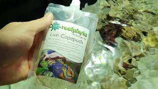 Shroom lagoon update and adding live copepods Aquariums4life  reefphyto [upl. by Armand46]