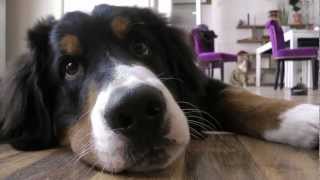 Hund und Kater spielen und lecken sich Berner Sennen Hermann  Videotagebuch Teil 5 [upl. by Humpage171]