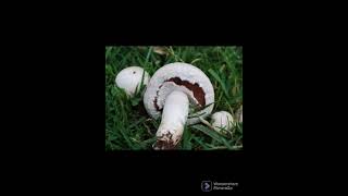 field mushroom agaricus campestris [upl. by Zanze875]