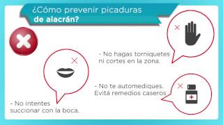 ¿Qué hacer ante una picadura de alacrán [upl. by Vinn]