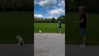 One of Our FAVORITE Dog Training Exercises [upl. by Hendry]