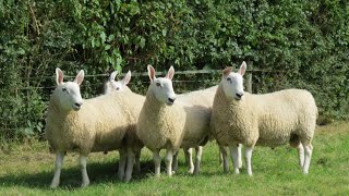 Border Leicester Sheep  Hardy Prolific Foragers [upl. by Carpenter]