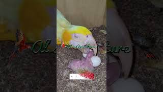 Lutino Macaw with Babies in Als Aviculture  New Year 2022 Gift [upl. by Assej]