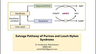 Lesch Nyhan Syndrome  Purine Salvage Pathway  Molecular Biology  Biochemistry [upl. by Romaine]