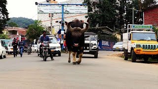 BISON STREET WALK  KODAIKANALKODAIKANAL WILDLIFEINDIAN GAUR ON ROAD [upl. by Horner868]