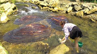 Natural pearls in fresh water can be broken apart from a clam to make a pile of pearls [upl. by Perlman]