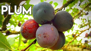 Tasty plum fruit [upl. by Sterrett]