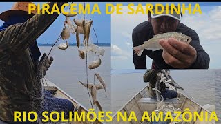 PIRACEMA DE SARDINHA NO RIO SOLIMÕES AMAZONAS PEGAMOS SÓ AS GRAÚDA [upl. by Enid]