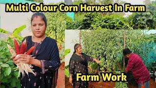 Multi Colour Corn Harvest In Farm Farm Work MaadithottamSachu [upl. by Berhley385]