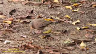 Common GroundDove Columbina passerina Aruba by Antonio Silveira [upl. by Mitchell]