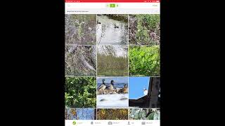 iNaturalist Video Tutorial [upl. by Ymac]