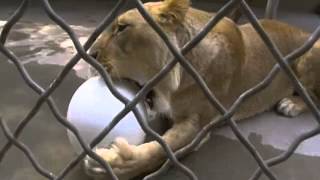 Varsity Ball Testing at Zoo Atlanta [upl. by Orvan]