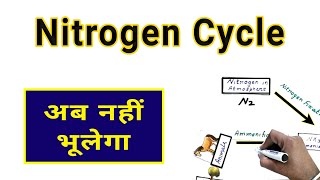 Nitrogen Cycle in Hindi [upl. by Felix]