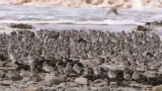 Sandpipers in Flight [upl. by Tivad]