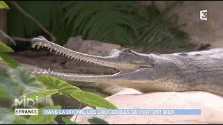 La ferme aux crocodiles un paradis pour les reptiles [upl. by Aphra730]