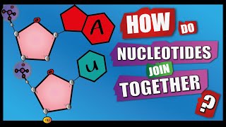 How Do Nucleotides Join Together  A Level Biology  Phosphodiester Bonds  Condensation reactions [upl. by Asoral]