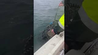 Not the best day fishing lobster sweden food westcoast crab followformore ocean [upl. by Clance]