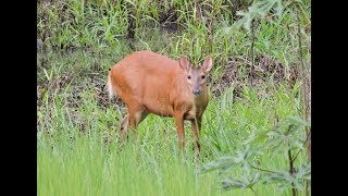 Red Brocket Deer foraging in the Iwokrama forest [upl. by Lodi]