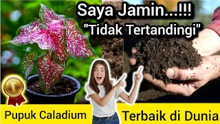 🛑 Penting‼️Pembuatan Pupuk Terbaik di Dunia Untuk Tanaman Hias Caladium ✅ Pupuk Khusus Keladi Talas💥 [upl. by Ozzie]