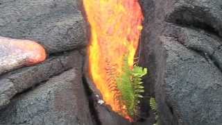 Lava vs Plant  Big Island Hawaii [upl. by Lamberto]