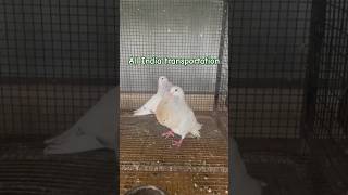 Gaditano pouter pigeon  All India transportation [upl. by Nelyag]