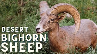 The Desert Bighorn Sheep in the Grand Canyon [upl. by Gun]