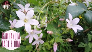 Campanula lactiflora [upl. by Nylcaj]