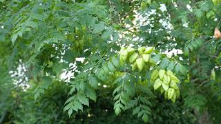 Koelreuteria paniculata  Goldenrain Tree Varnish Tree [upl. by Oj878]