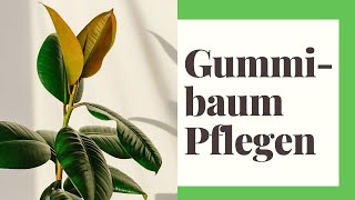 Gummibaum Pflege  So machen Sie es richtig [upl. by Chow]