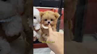 Here are two cute fur babies for you Bichon Frise champagnecolored teddy bear is so cute Dail [upl. by Marabel740]