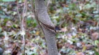 Unterwegs im Wald wo die Stenze wachsen [upl. by Ahsina]