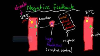 Positive and negative feedback mechanism HSC biology [upl. by Brey]