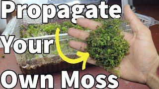 How toGrow SPHAGNUM MOSSDried mossPropagate aquarium and terrarium moss for freeBest method [upl. by Andrej]