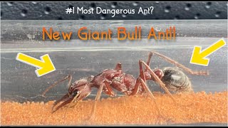 A GIANT BULL ANT QUEEN Myrmecia Brevinoda [upl. by Zink]