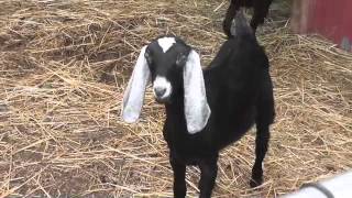 Goat sounds [upl. by Blankenship]