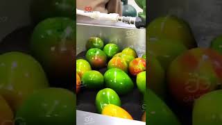 Mango Fruit Washing Grading And Waxing Processing Line machine [upl. by Eenerb]