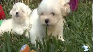 Cachorros Bichón Maltés de Criadero Cantillana [upl. by Droffilc]