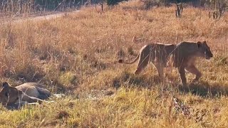 Nkuhuma Lion Pride Sighting  Sabi Sands  13 June 2024 [upl. by Irac]