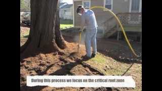 Aerating amp DeCompacting Soil Around an Oak Tree [upl. by Thapa]