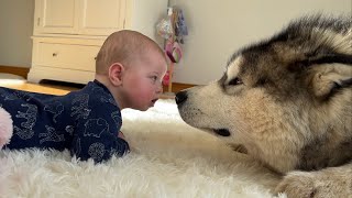 This Is Adorable Husky Teaches Baby To Roll Over Cutest Ever [upl. by Gnivri]