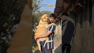 Cutie 😘😍  labra rubi  youtubeshorts shorts labrador dog funny cute memes viralshorts [upl. by Peri719]