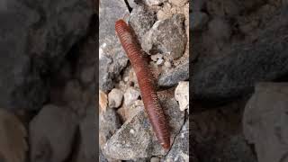 Long stemmed ants003 10 insects cuteanimal millipede cutemonkey cutepet giantmillipedes [upl. by Eilojne]