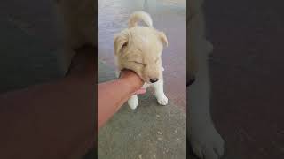 Bhotia puppy 40 days old youtubeshorts [upl. by Dougie]