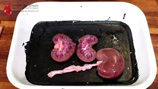 Kidney Excretory System Dissection GCSE A Level Biology NEET Practical Skills [upl. by Nanah]